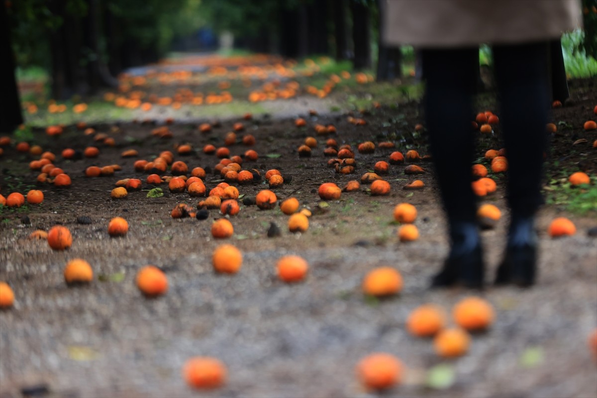 Antalya'da kentin simgesi turunçlardan oluşan "turunç yolu", özellikle fırtınalı dönemlerde...