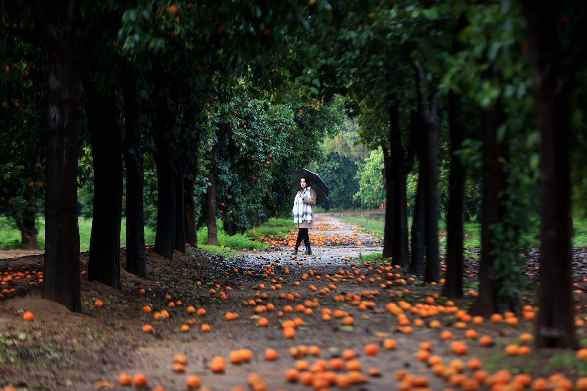 Antalya'da kentin simgesi turunçlardan oluşan "turunç yolu", özellikle fırtınalı dönemlerde...
