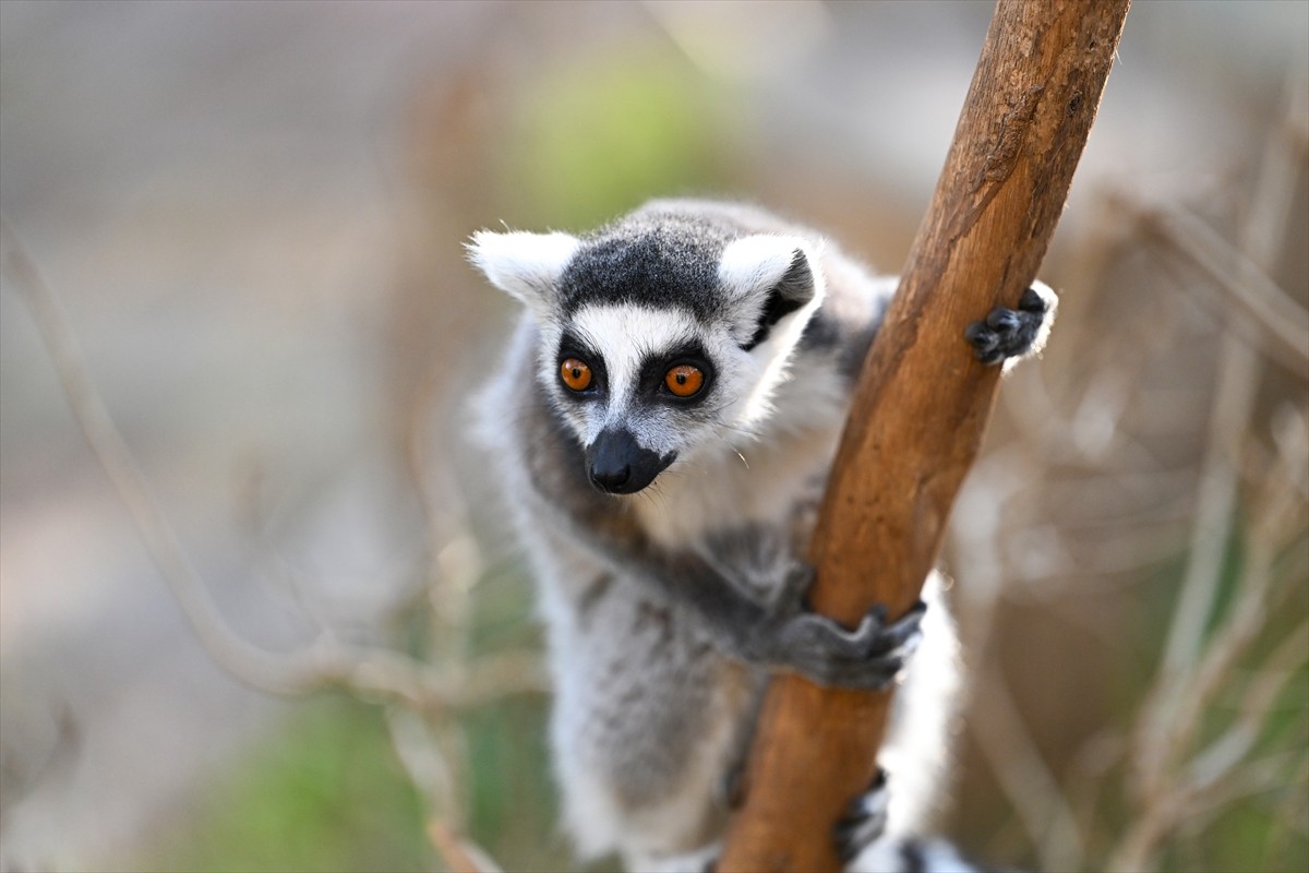Antalya Doğal Yaşam Parkı sakinleri, kafeslerinde yatarak kış mevsiminde güneşin keyfini yaşıyor....