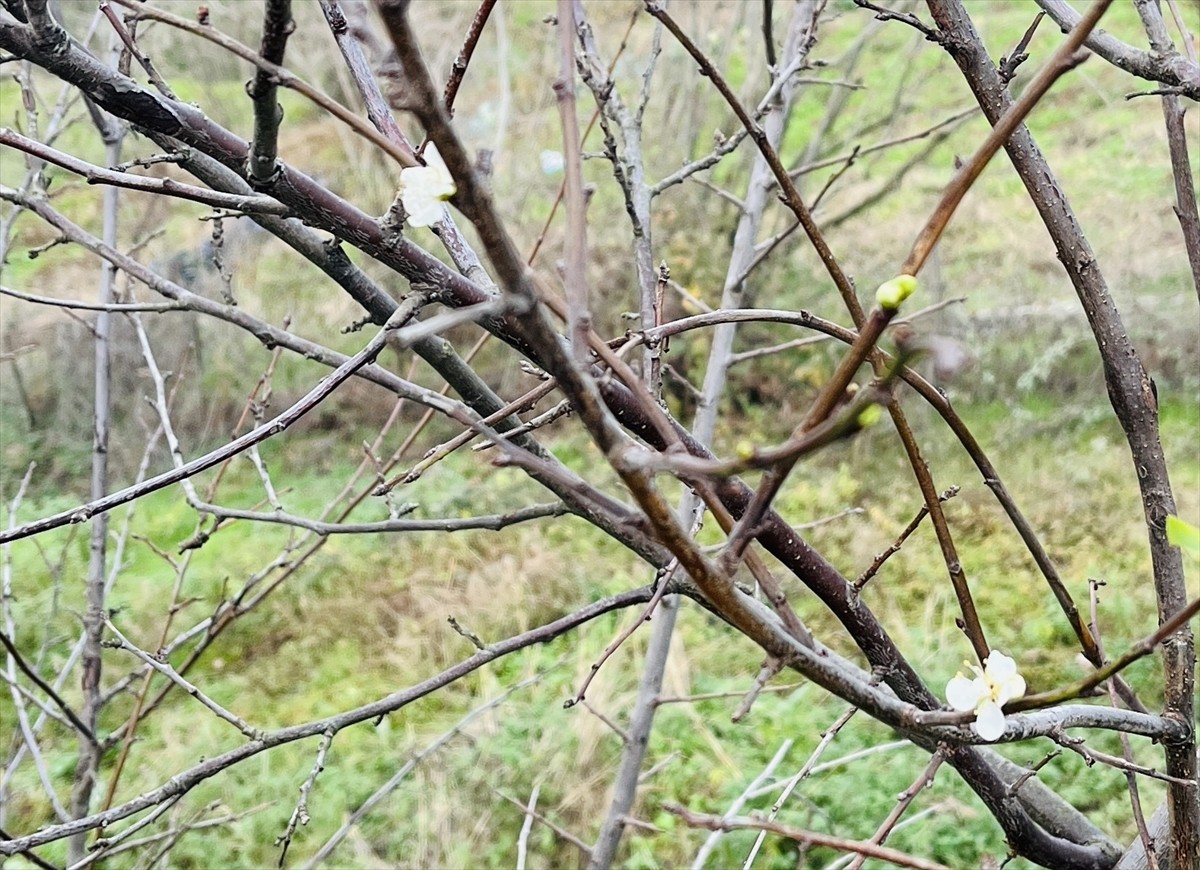 Çanakkale'nin Çan ilçesinde şeftali ve erik ağacının aralık ayında çiçek açması şaşkınlıkla...
