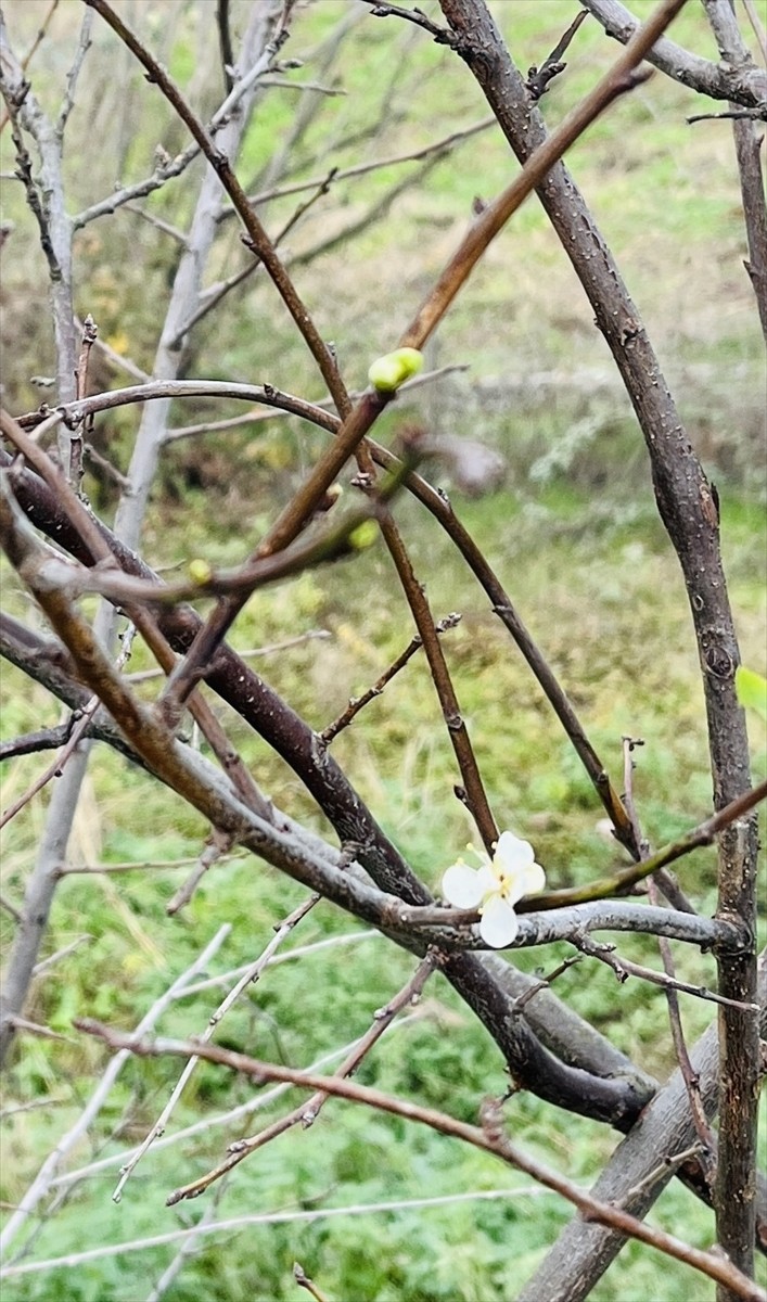 Çanakkale'nin Çan ilçesinde şeftali ve erik ağacının aralık ayında çiçek açması şaşkınlıkla...