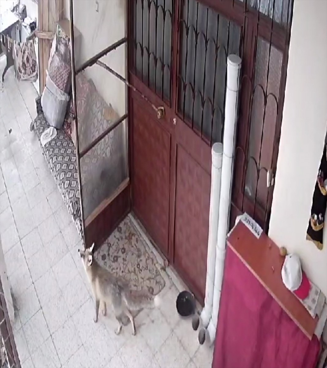 Elazığ'ın Keban ilçesinde sahipsiz kediler için evin avlusuna bırakılan mamaya tilki, sansar ve...