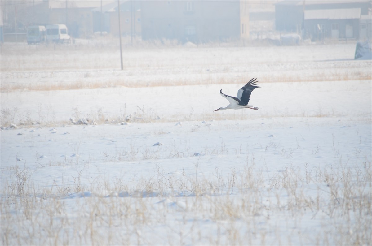Hakkari'nin Yüksekova ilçesinde bu yıl göç etmeyen bazı leylekler, karlı kaplı arazide yiyecek...