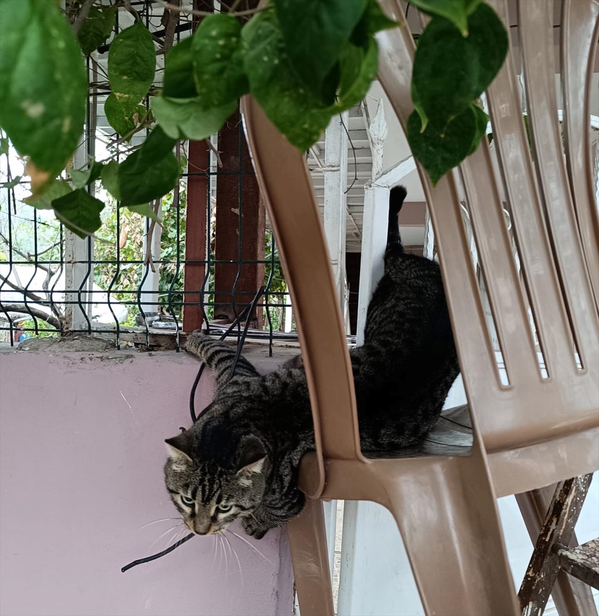 Hatay'ın Defne ilçesinde bir evin korkuluk demirlerine patisi sıkışan kediyi itfaiye ekipleri...