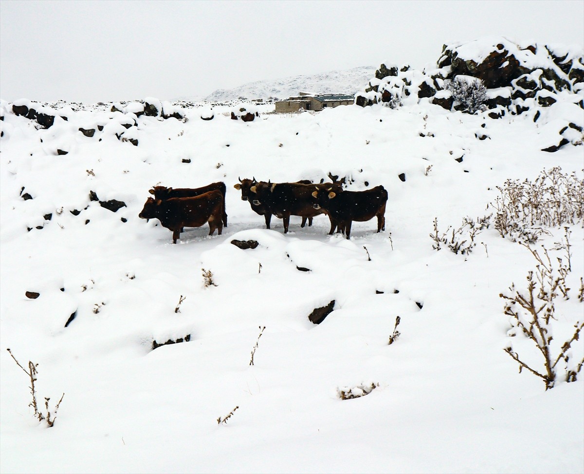 Iğdır'ın dağ köylerinde mevsimin ilk karı yağdı, besicilerin zorlu kış mesaisi başladı. Kentin...