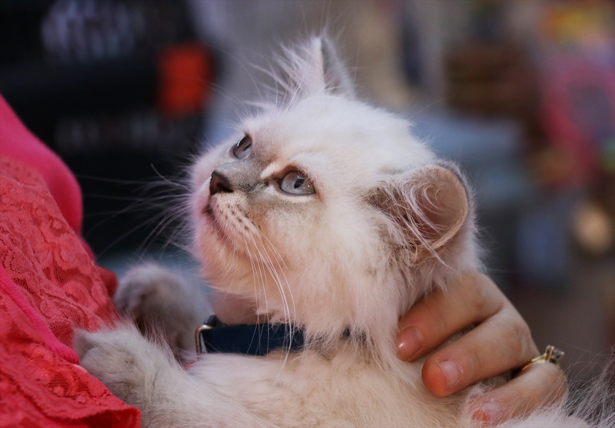 İzmir'in Bornova ilçesinde petshoptan çalınan kedi, olayın görüntülerinin sosyal medyada...