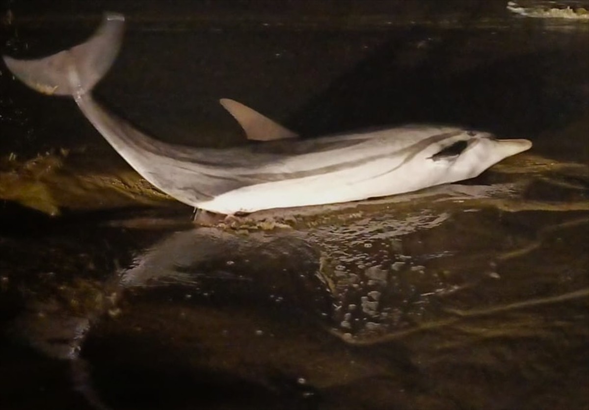 İzmir'in Selçuk ilçesinde kıyıya vurmuş ölü yunus bulundu.  