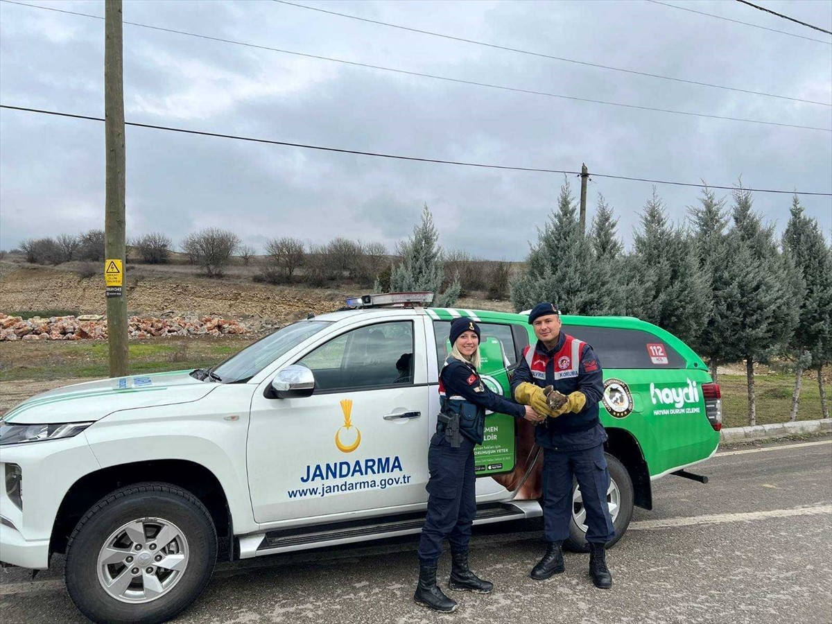 Karabük'te jandarma ekiplerince bulunan yaralı 2 kızıl şahin ile vatandaşların bulduğu kurt...