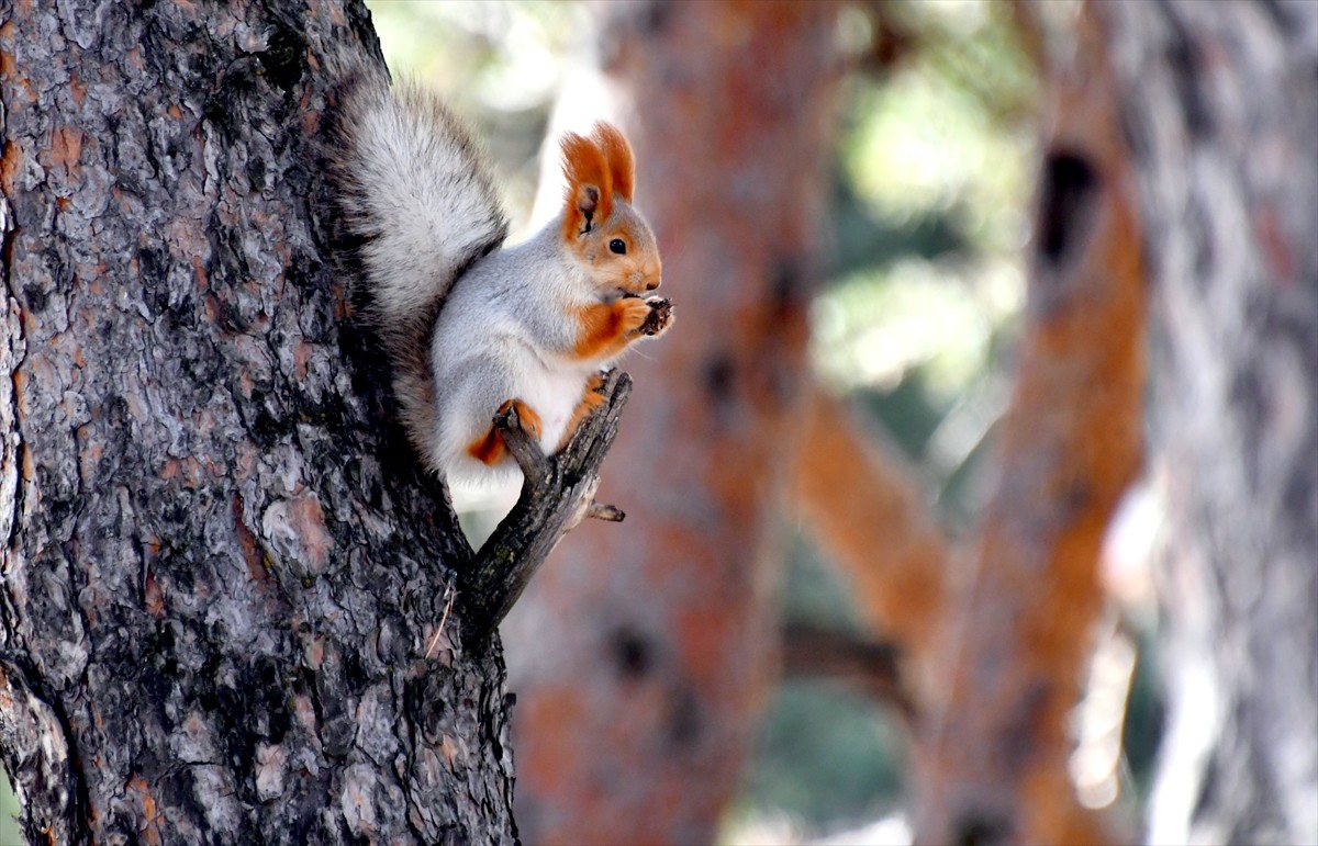 Kars'ın Sarıkamış ilçesinde, ağaç dallarında gezinen ve kozalak kemiren kızıl sincaplar, doğa...