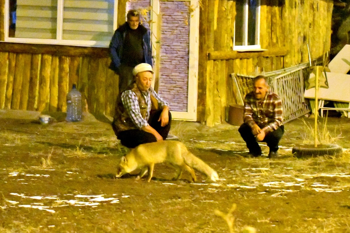 Kars'ın Sarıkamış ilçesinde soğuk ve kar yağışlı hava, yaban hayvanlarını olumsuz etkiliyor. Aşırı...