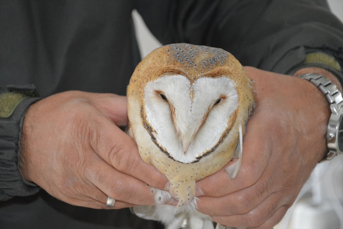 Samsun'un Havza ilçesinde polisler tarafından bulunan yaralı peçeli baykuş tedavi altına alındı....