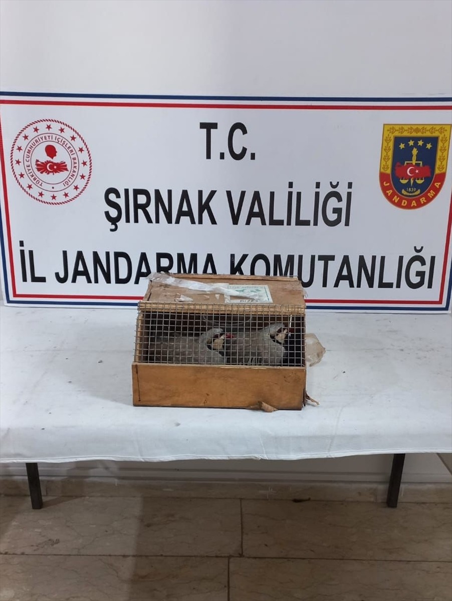 Şırnak'ın Cizre ilçesinde, kafes içinde ticareti yasak olan 2 kınalı keklik bulunan minibüsteki...