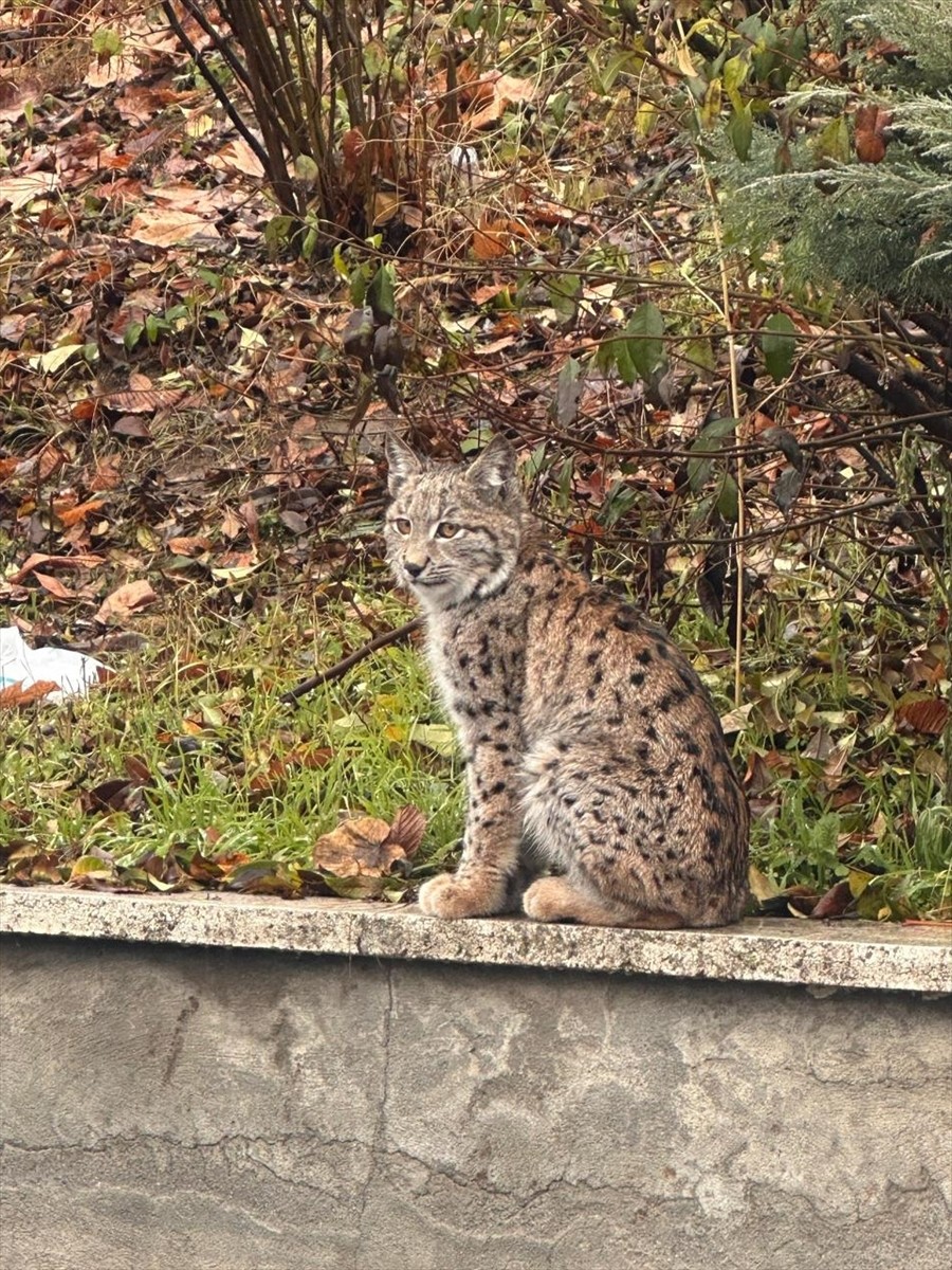 Tokat Gaziosmanpaşa Üniversitesi (TOGÜ) kampüsünde nesli tükenme tehlikesi altında olan vaşak...