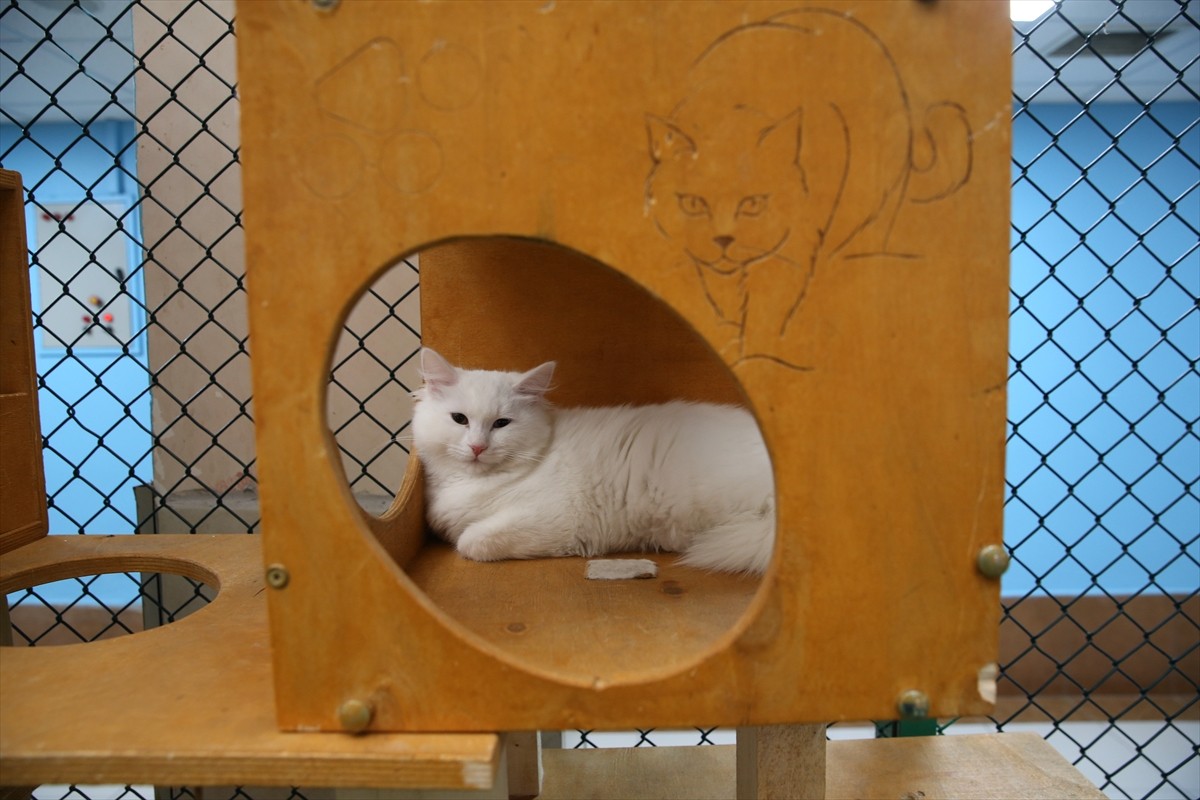 Van Kedisi Araştırma ve Uygulama Merkezi bünyesindeki Kedi Villası'nda koruma altında tutulan...