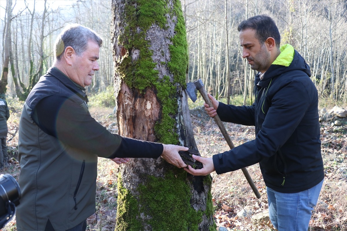 Yalova'nın Çınarcık ilçesindeki Çınar Gen Ormanı'nda başlayan ve ağaçların kurumalarına neden olan...
