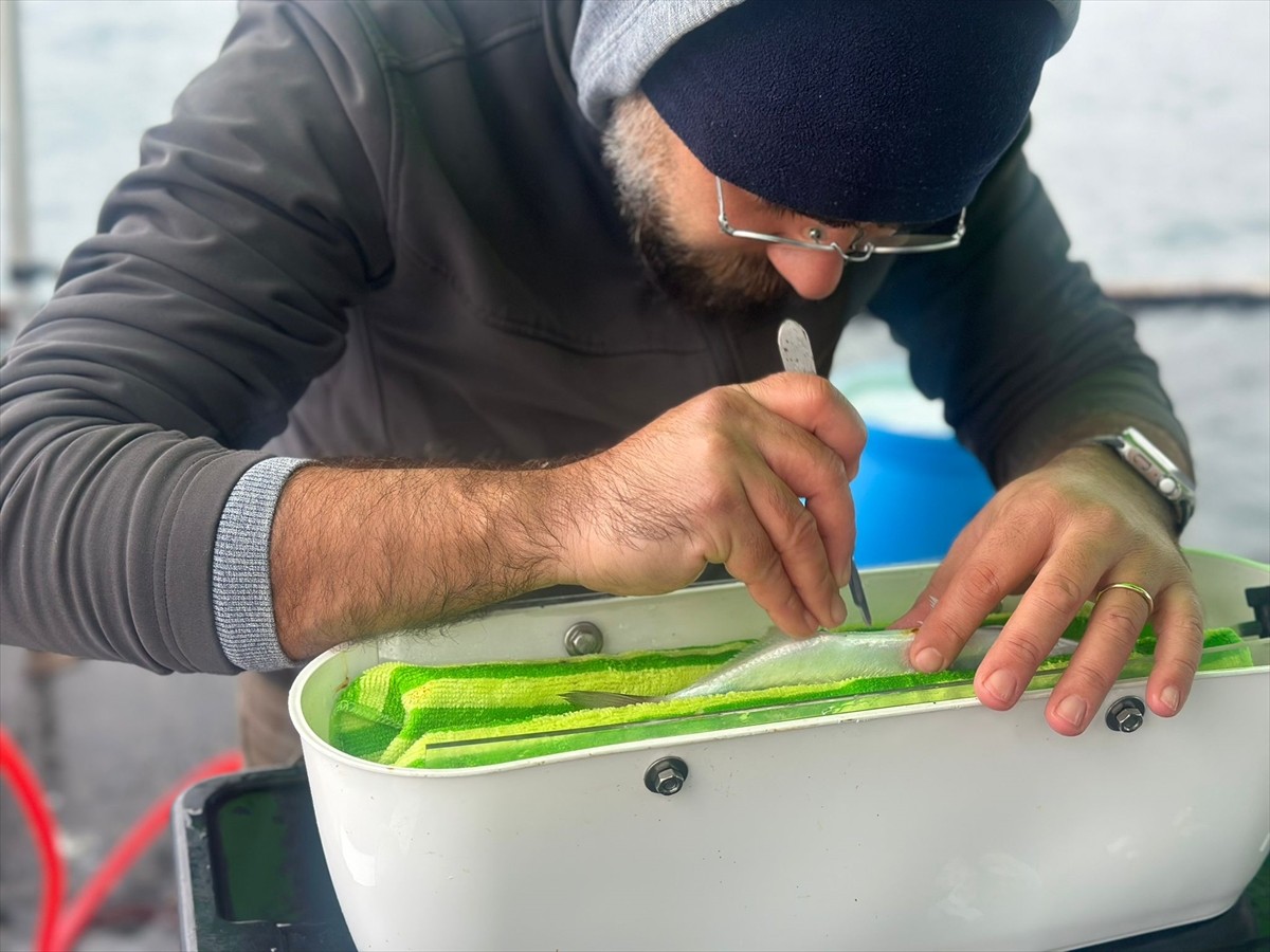 Yüzyıllardır Boğaz'ın simgesi olan lüferin göç yolculuğu, biyoçeşitliliğin korunması ve stokun...