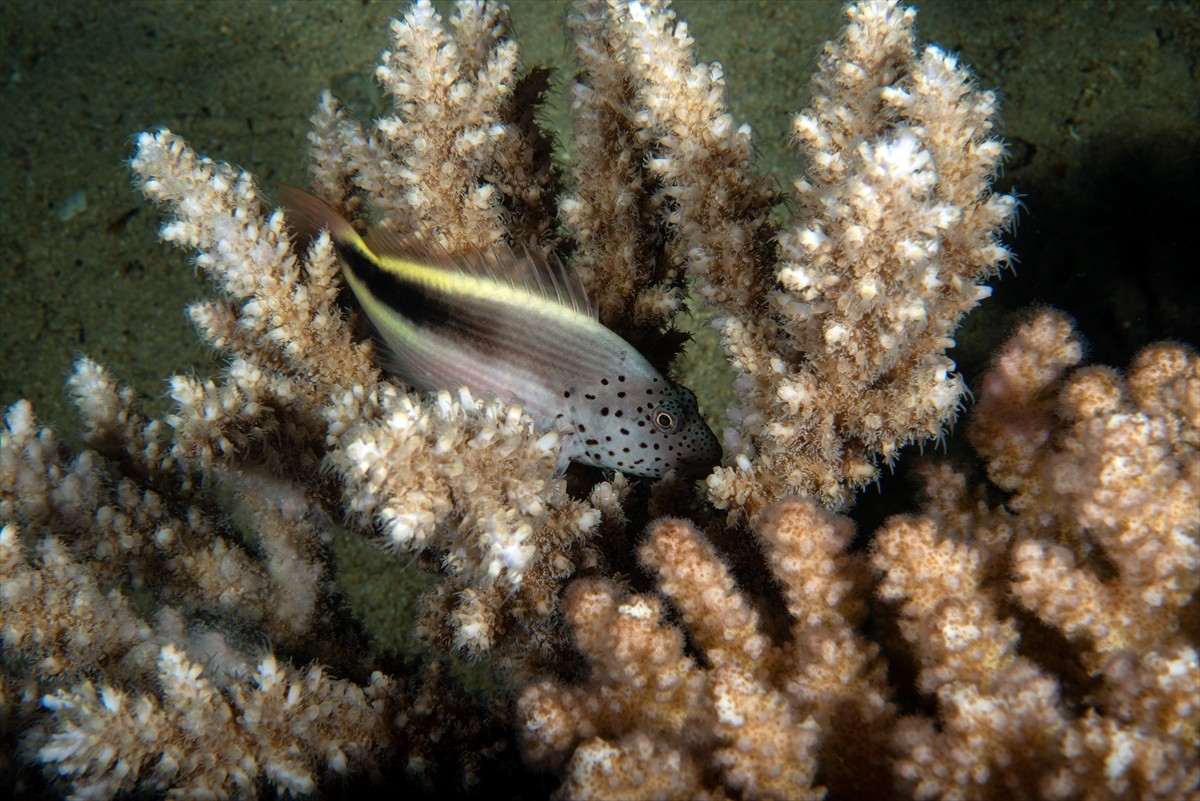 Afrika ve Asya kıtaları arasında yer alan Kızıldeniz'deki renkli su altı dünyası, su altı görüntü...