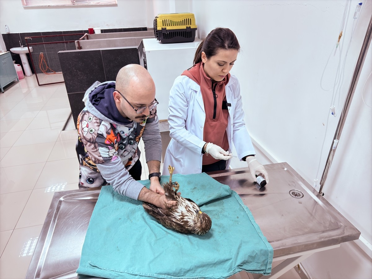  Balıkesir'de bir vatandaş tarafından yol kenarında bitkin bulunan şahin, tedavisinin ardından...