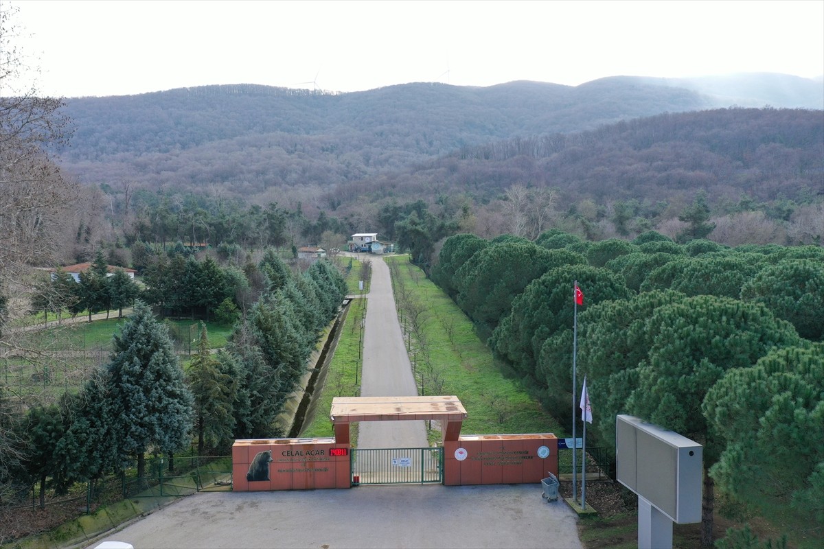 Bursa'nın Karacabey ilçesindeki barınaktan kaçan ayının yakalanması için arama çalışmaları devam...