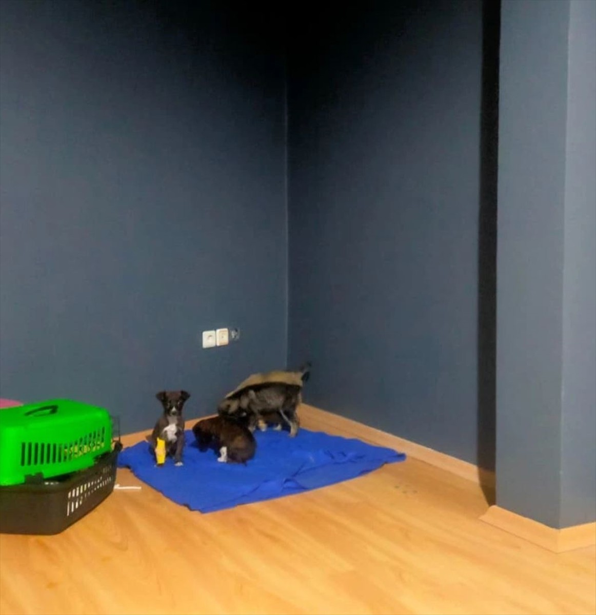 Edirne Belediyesi Sokak Hayvanları Barınağı'ndaki bir görevlinin, poşetle çöp konteynerine attığı...