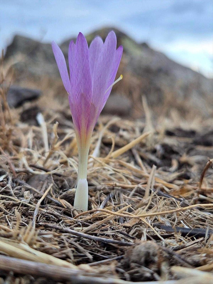 Harran Üniversitesi Fen Edebiyat Fakültesi Biyoloji Bölümü tarafından yapılan çalışmalar...