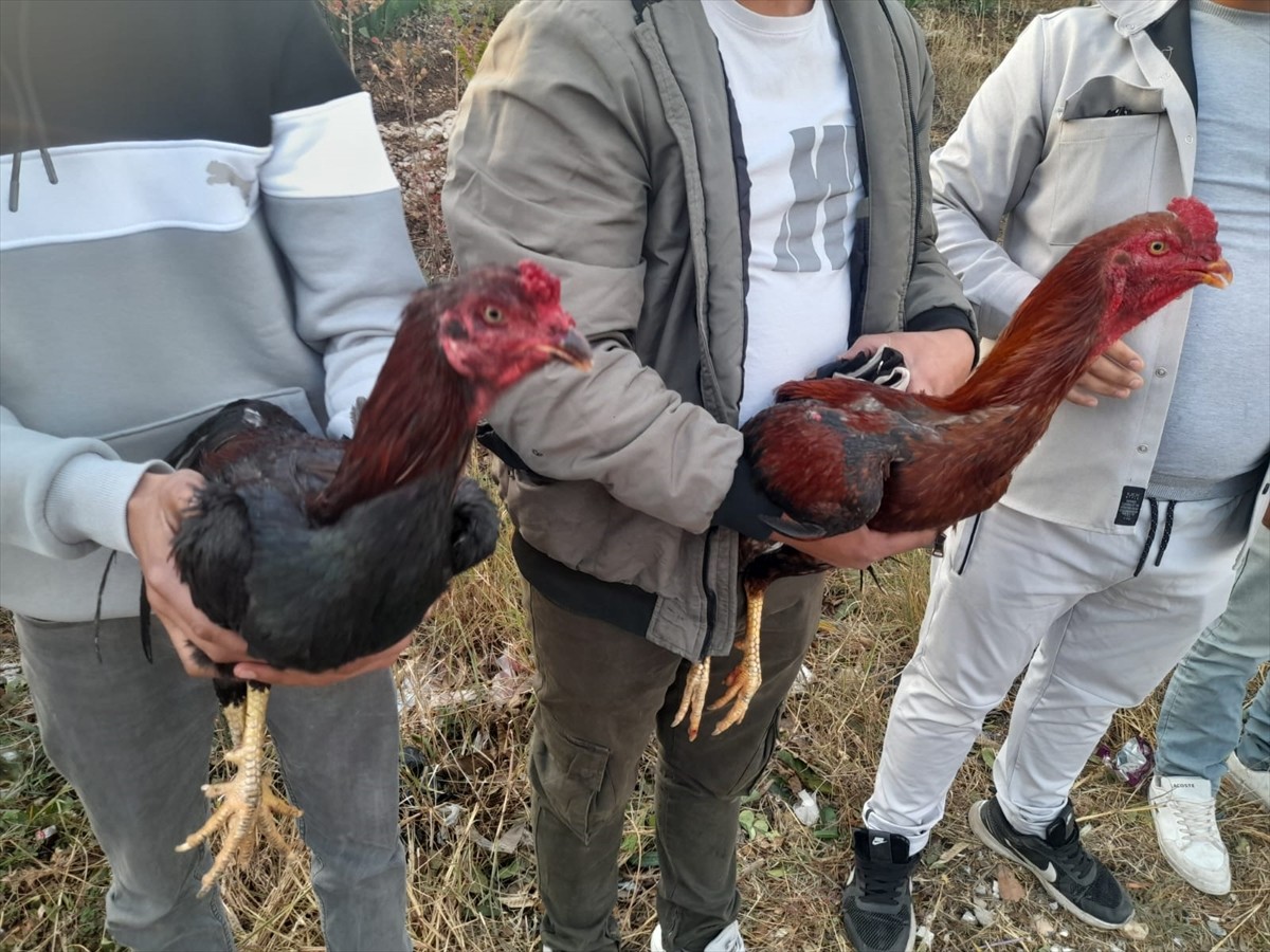 Hatay'ın İskenderun ilçesinde "horoz dövüşü" yaptırdığı belirlenen 14 kişiye 41 bin 350 lira ceza...
