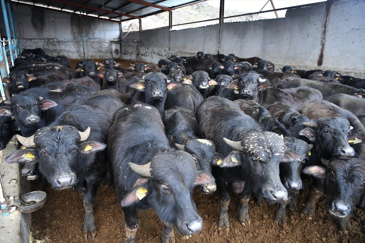 Kayseri'de Büyükşehir Belediyesi tarafından kentte manda varlığının ıslahı amacıyla Manda...
