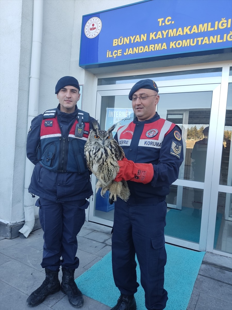 Kayseri'nin Bünyan ilçesinde jandarma ekiplerinin bulduğu yaralı puhu tedavi altına alındı....