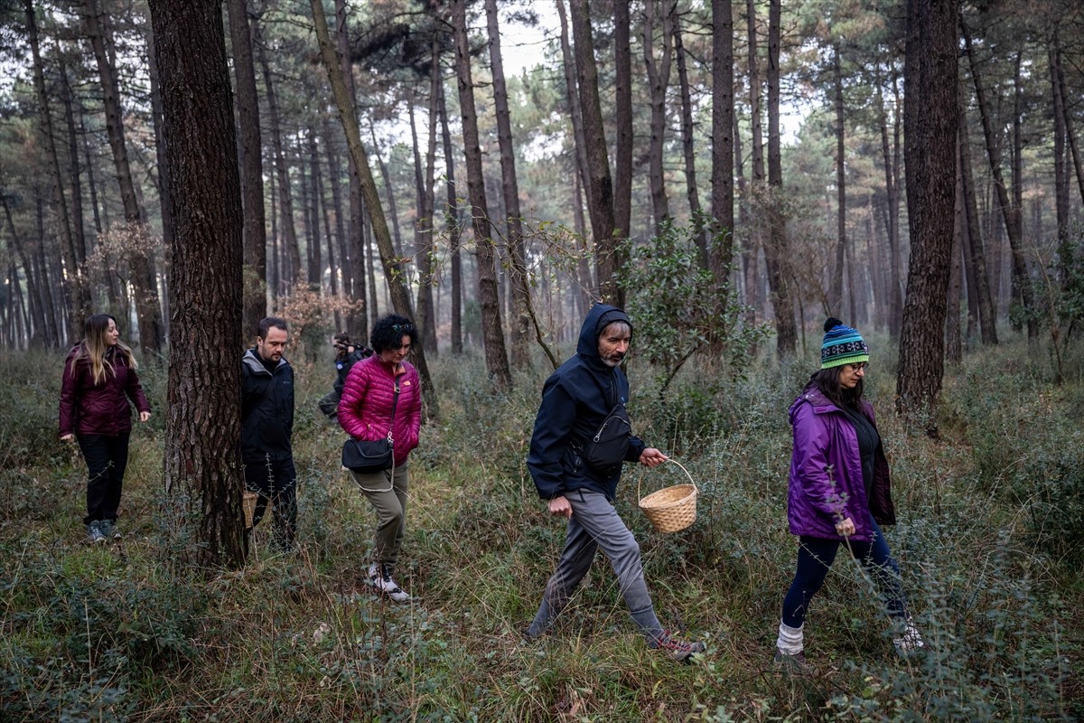 Mantarların gizemli dünyasına yolculuk yapmak için İstanbul'un ormanlarında uzman eşliğinde keşfe...