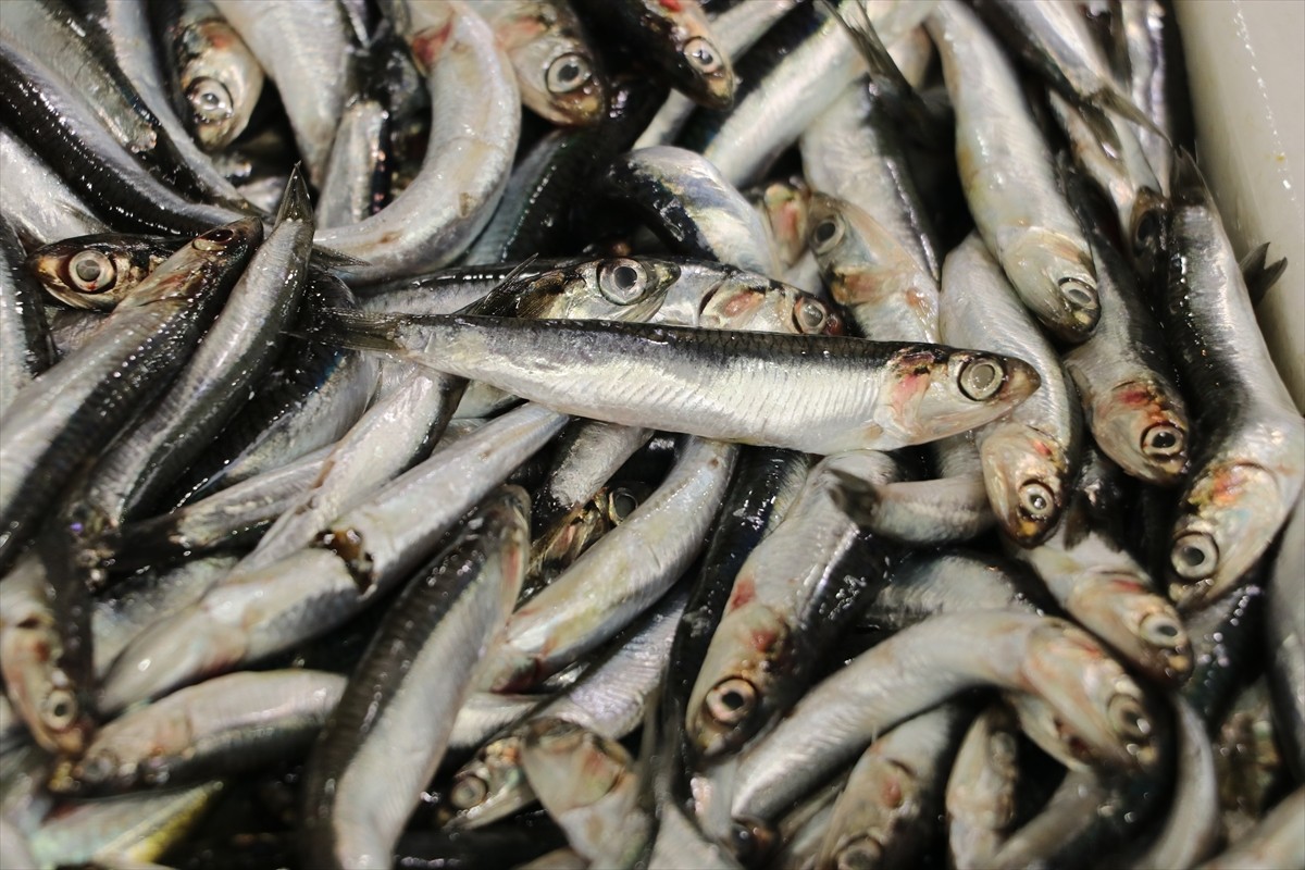 Marmara Denizi'nde balık az olduğu için Karadeniz'e açılan Tekirdağlı balıkçılar, hamsi ve çinekop...