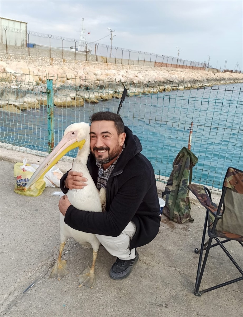 Mersin'in Silifke ilçesinde sahile gelen pelikan, balıkçılar tarafından beslendi. Vatandaşların...