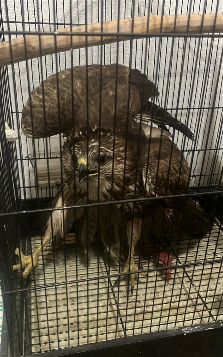 Muğla’nın Seydikemer ilçesinde yaralı bulunan şahin tedavi altına alındı.