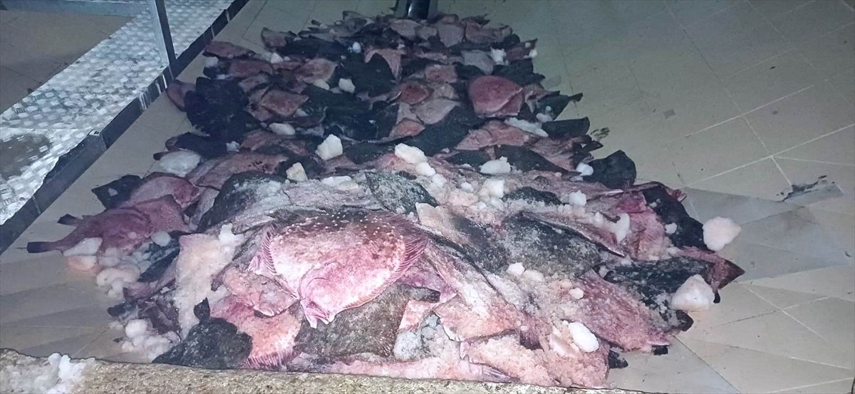 Samsun Tarım ve Orman Müdürlüğü ile Sahil Güvenlik Karadeniz Bölge Komutanlığı ekiplerince yapılan...