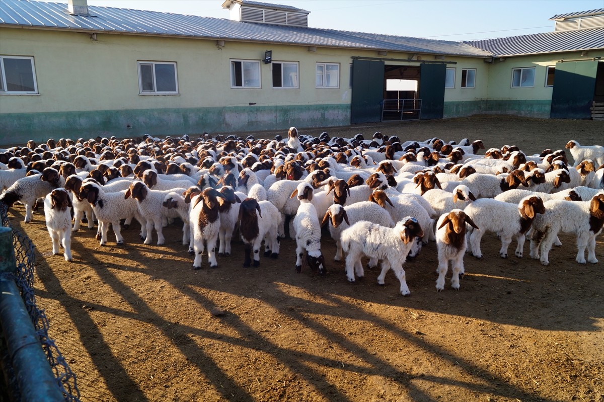 Tarım ve Orman Bakanlığı Tarım İşletmeleri Genel Müdürlüğüne (TİGEM) bağlı Şanlıurfa'daki...