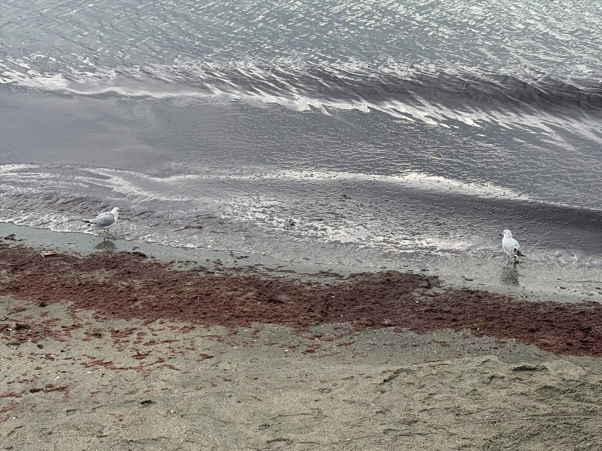 Tekirdağ'da kuvvetli rüzgar nedeniyle sahilde kırmızı yosun birikti.