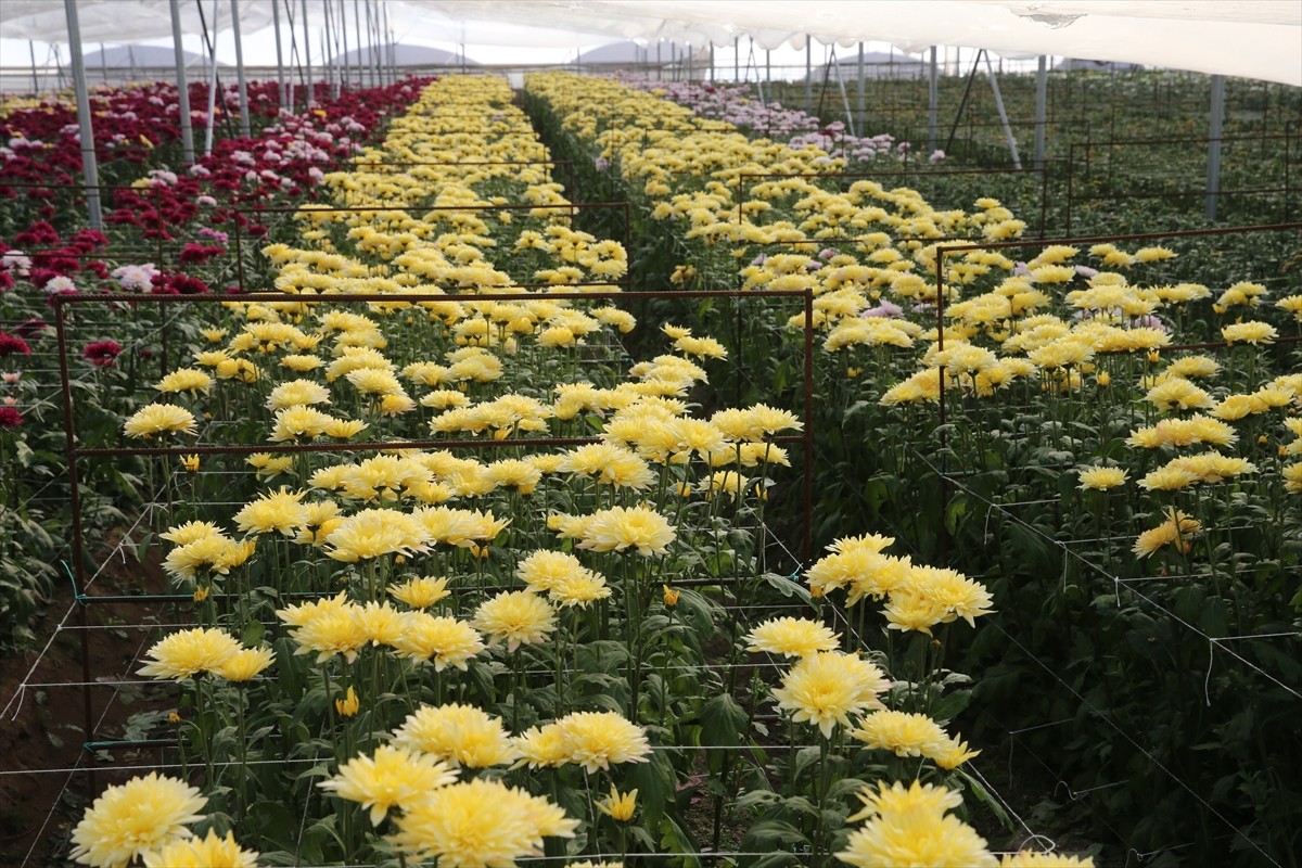 Tokat'ın Erbaa ilçesinde çiçek sektörü, geçen yıl kent ekonomisine yaklaşık 100 milyon lira katkı...