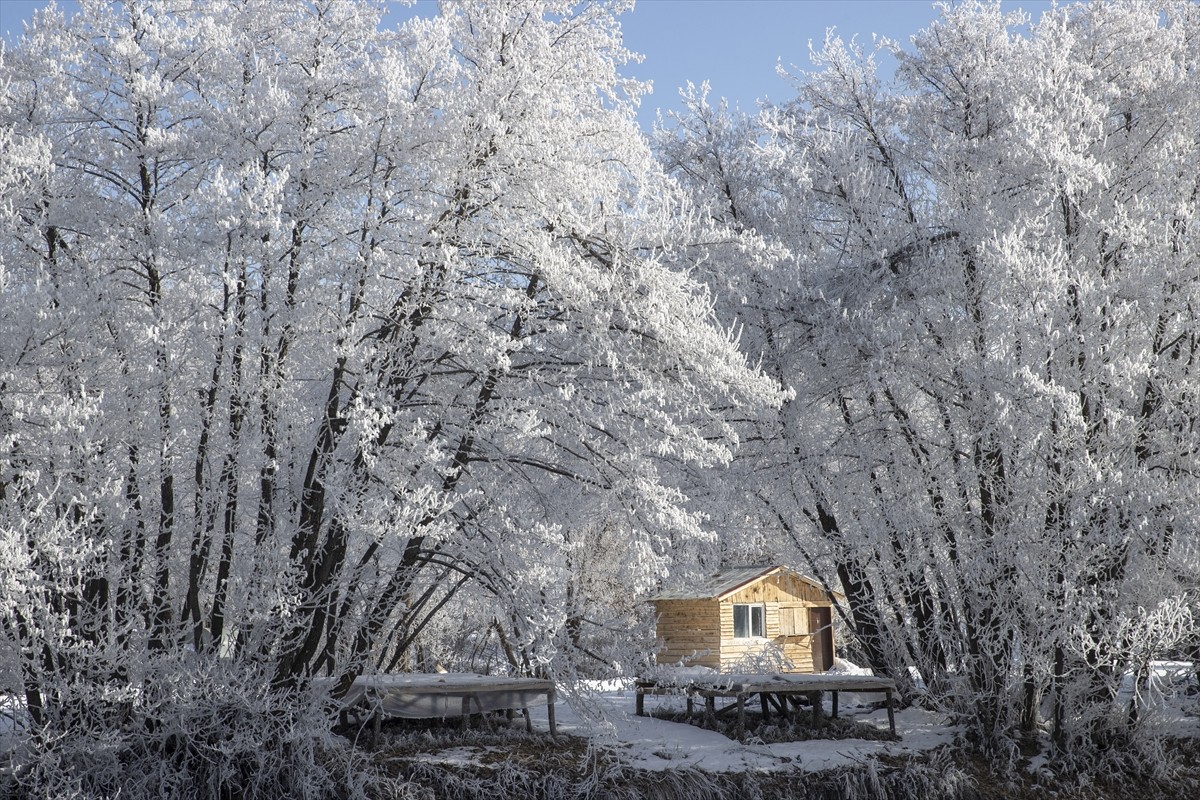 Tunceli'deki Munzur ve Pülümür vadilerinde soğuk havanın etkisiyle ağaçlarda kırağı...