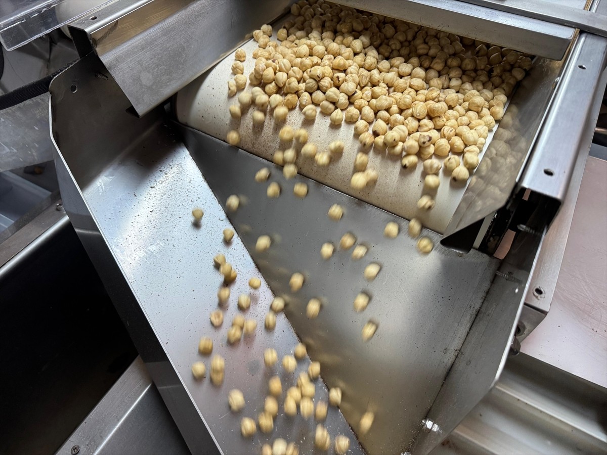 Türkiye'den 2024'te yapılan 323 bin 243 ton iç fındık ihracatının yüzde 27,3'ü Almanya'ya...