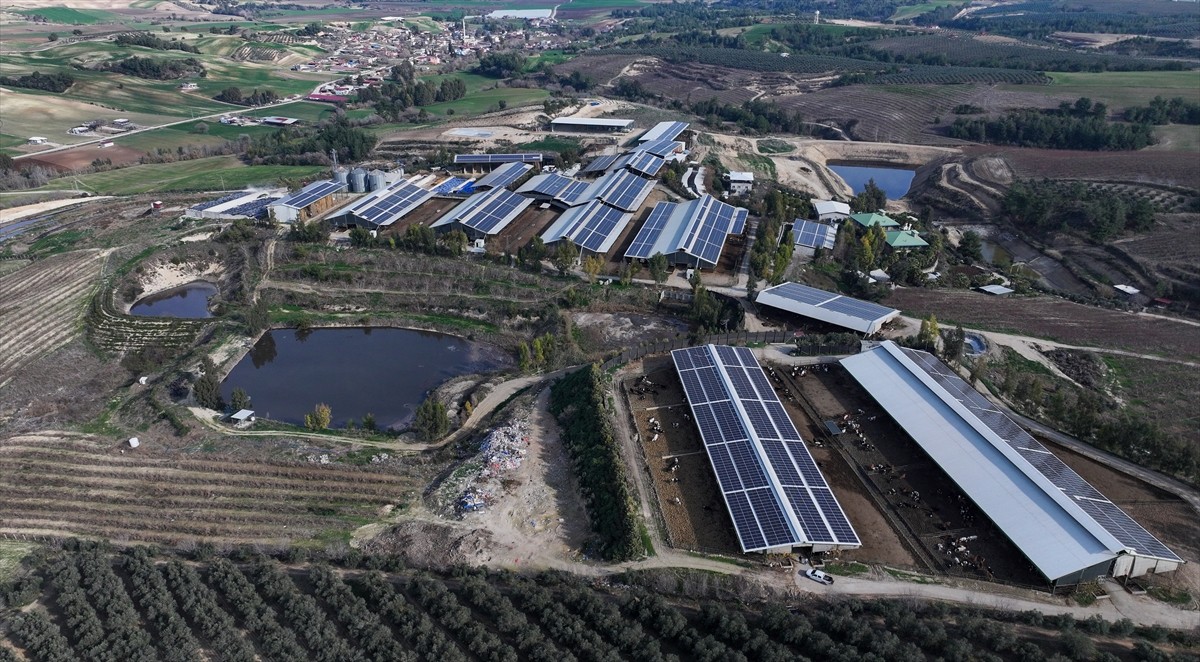 Adana'da elektrik ve su ihtiyacını doğadan karşılayan çiftlikte, hayvanların gübreleri de meyve...