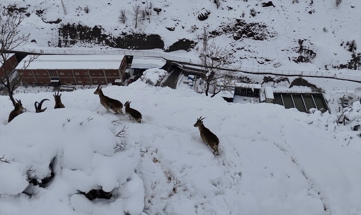 Adıyaman'da sürü halinde yiyecek arayan yaban keçileri dron kamerasıyla kaydedildi.