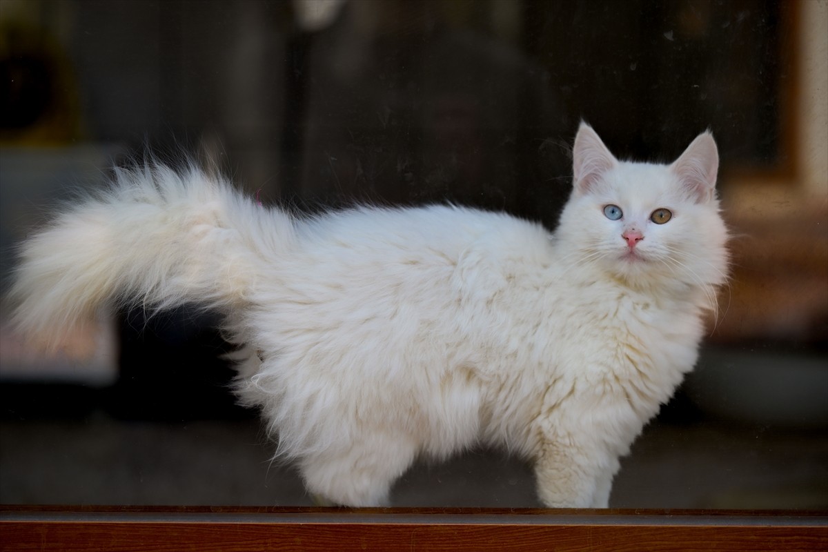 Ankara Kedisi Yaşatma ve Koruma Merkezi, Ankara kedilerinin özel bakım ve üreme faaliyetleriyle...