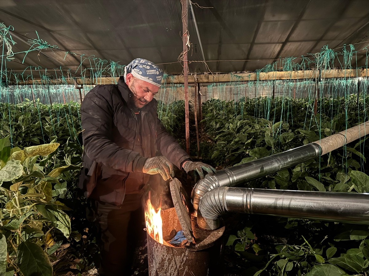 Antalya'nın Gazipaşa ilçesinde üreticiler, ürünlerini soğuk havadan korumak için seralarda zirai...