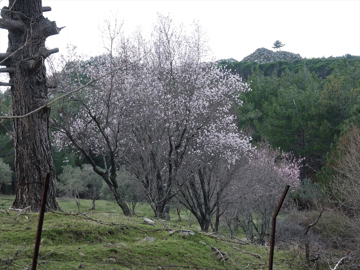 Balıkesir'in Edremit, Burhaniye, Ayvalık gibi sahil bölgelerinde ve Kazdağları'nın eteklerinde...