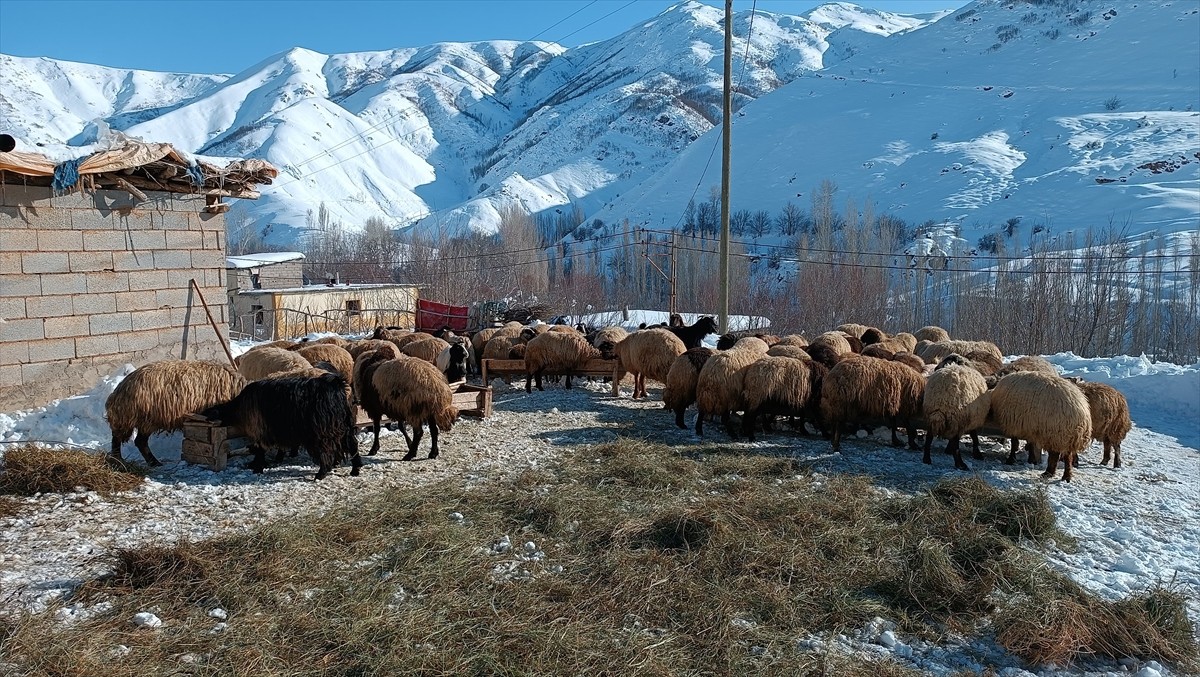Bitlis'te besiciler, çetin geçen kış şartlarına rağmen ağıllarda besledikleri hayvanların bakımını...