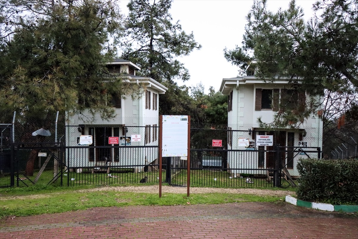 Bursa'nın Osmangazi ilçesinde engelli ve sahipsiz kediler, 18 yıldır Osmanlı mimarisine uygun...