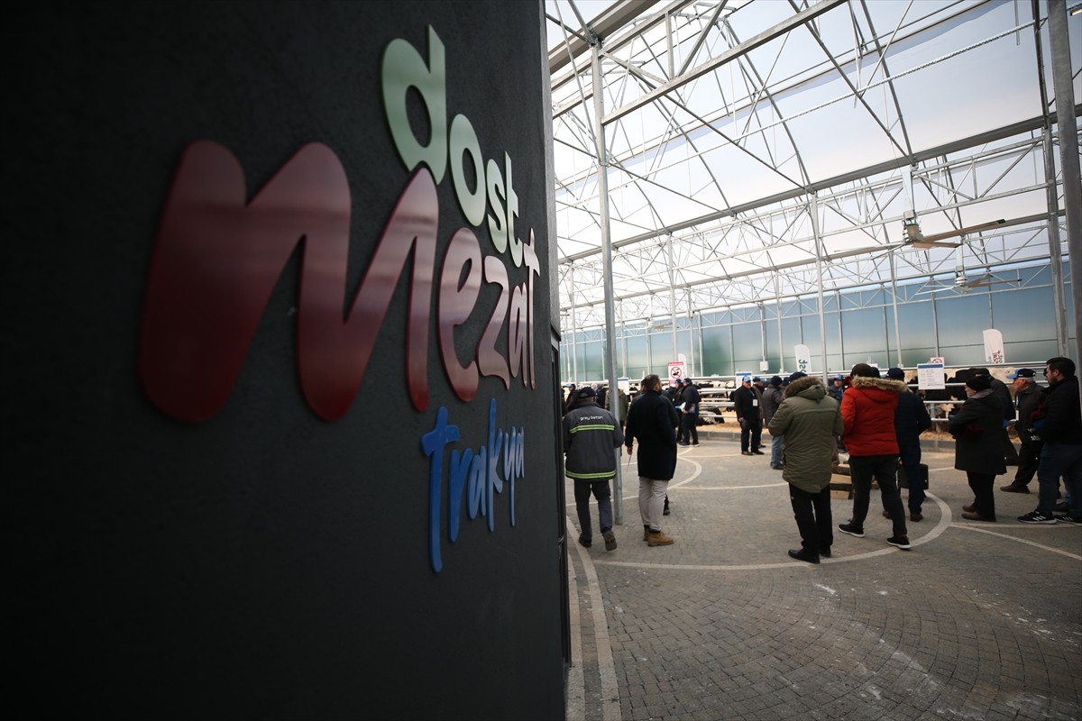 Çanakkale'de büyükbaş hayvan üretim çiftliğince düzenlenen mezatta, çeşitli özellikteki 190...