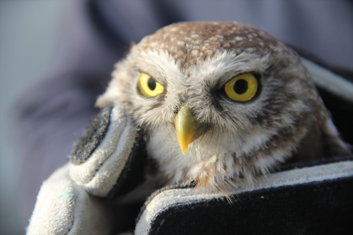 Çorum'un Oğuzlar ilçesinde, jandarma ekiplerince bulunan yaralı baykuş tedavi altına alındı.