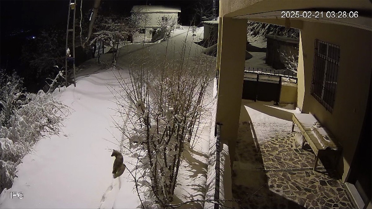 Elazığ'ın Baskil ilçesinde bir köye inen yaban hayvanları güvenlik kamerasınca kaydedildi.