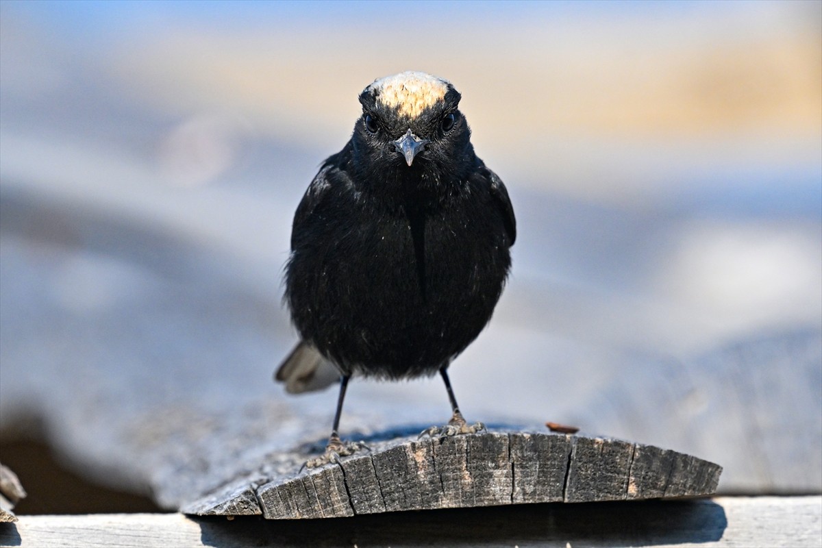 İstanbul'da yaşayan ve 9 yaşından beri kuş gözlemciliğine merak duyan lise öğrencisi Çağan...