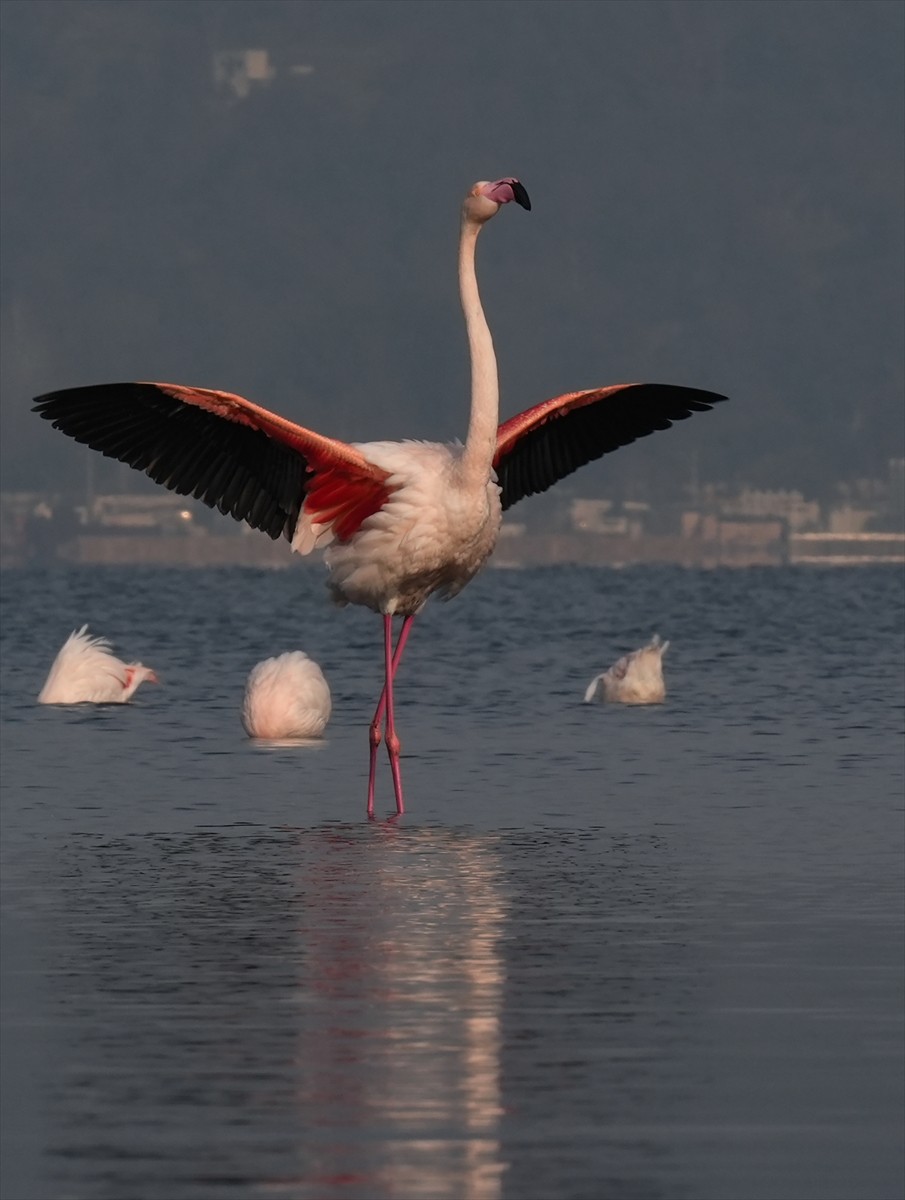 İzmir'de yaşam alanları Gediz Deltası olan flamingoların bir kısmı, kış aylarında besin arayışıyla...